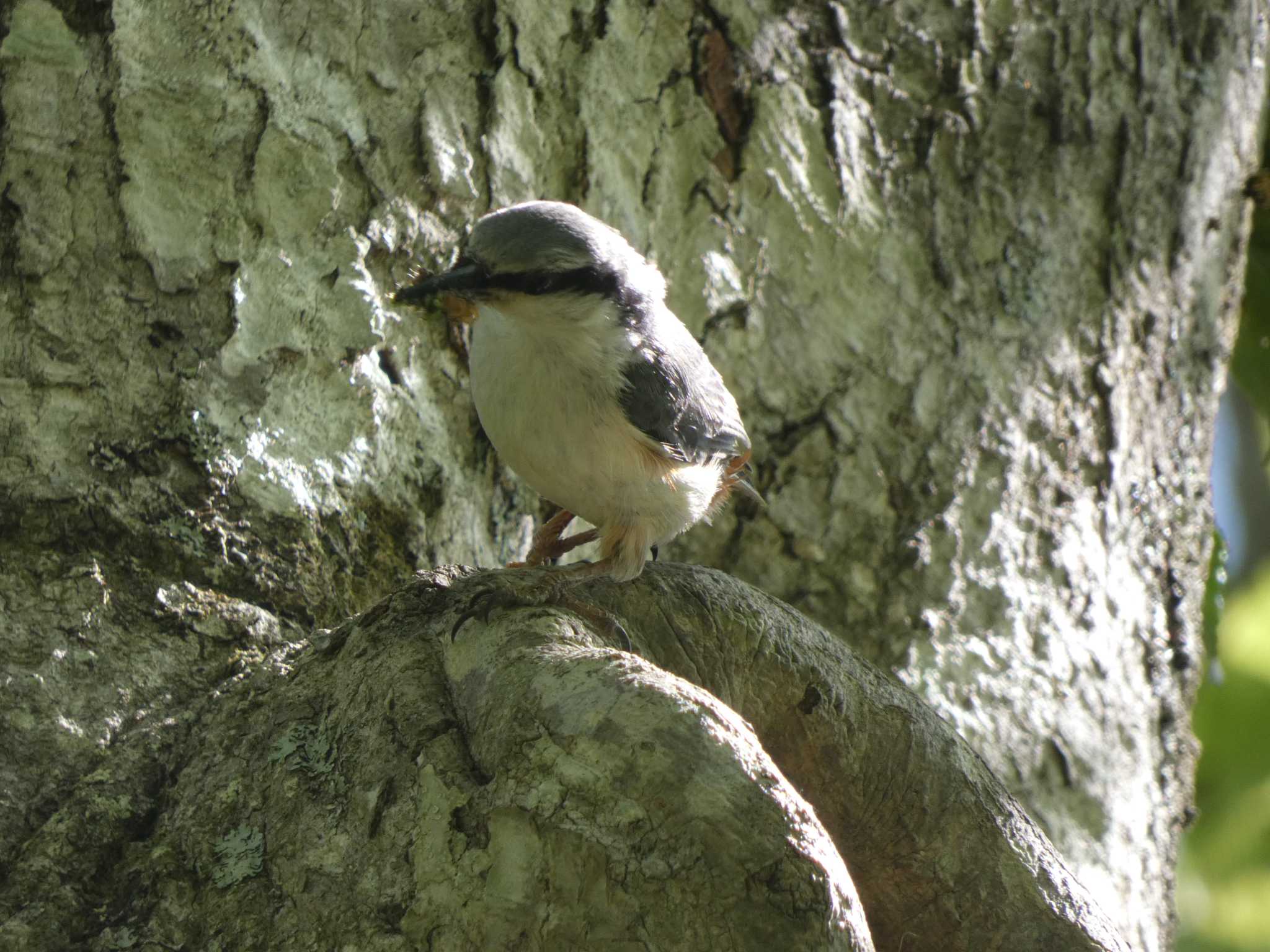 Eurasian Nuthatch