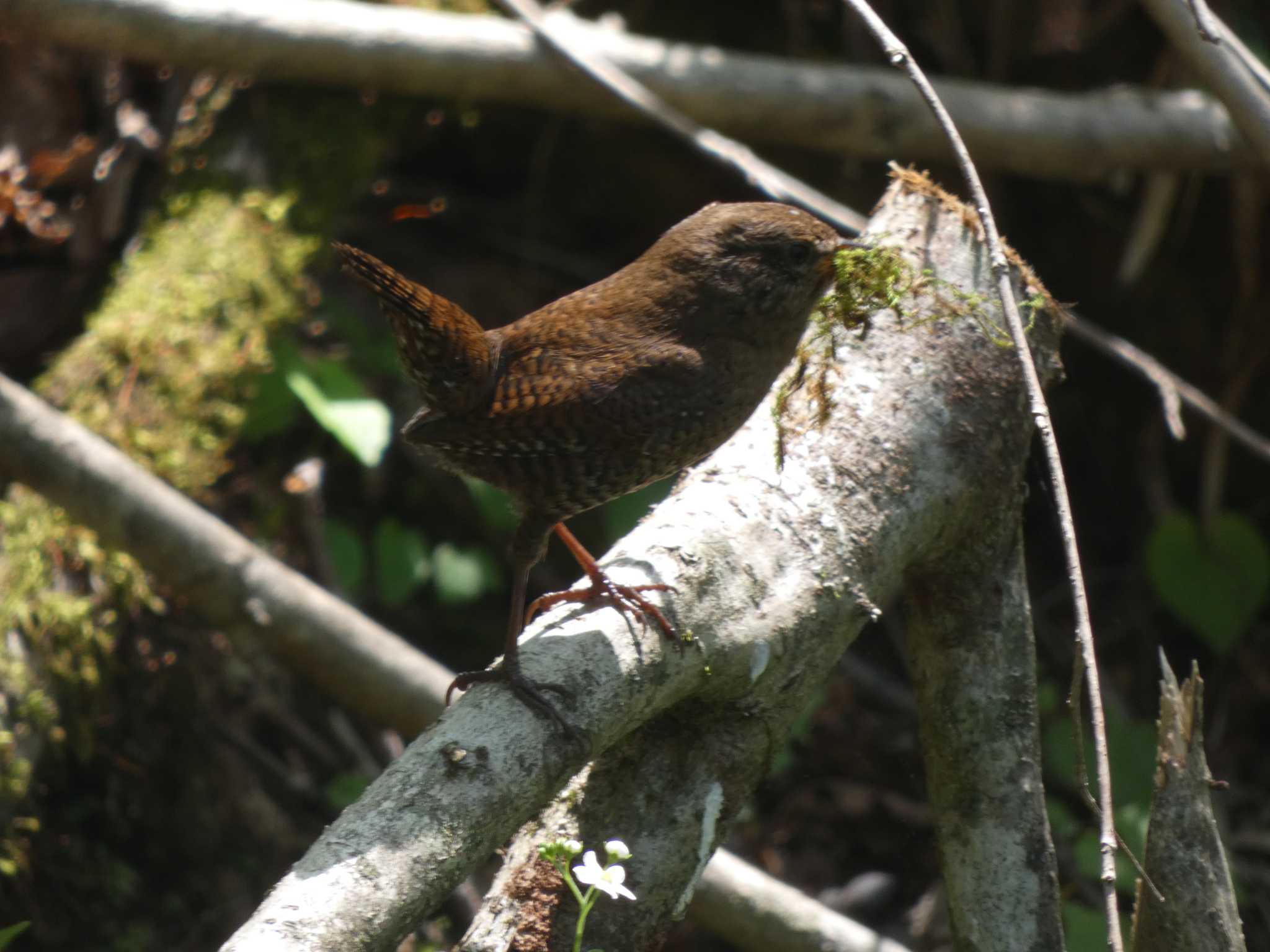 Eurasian Wren