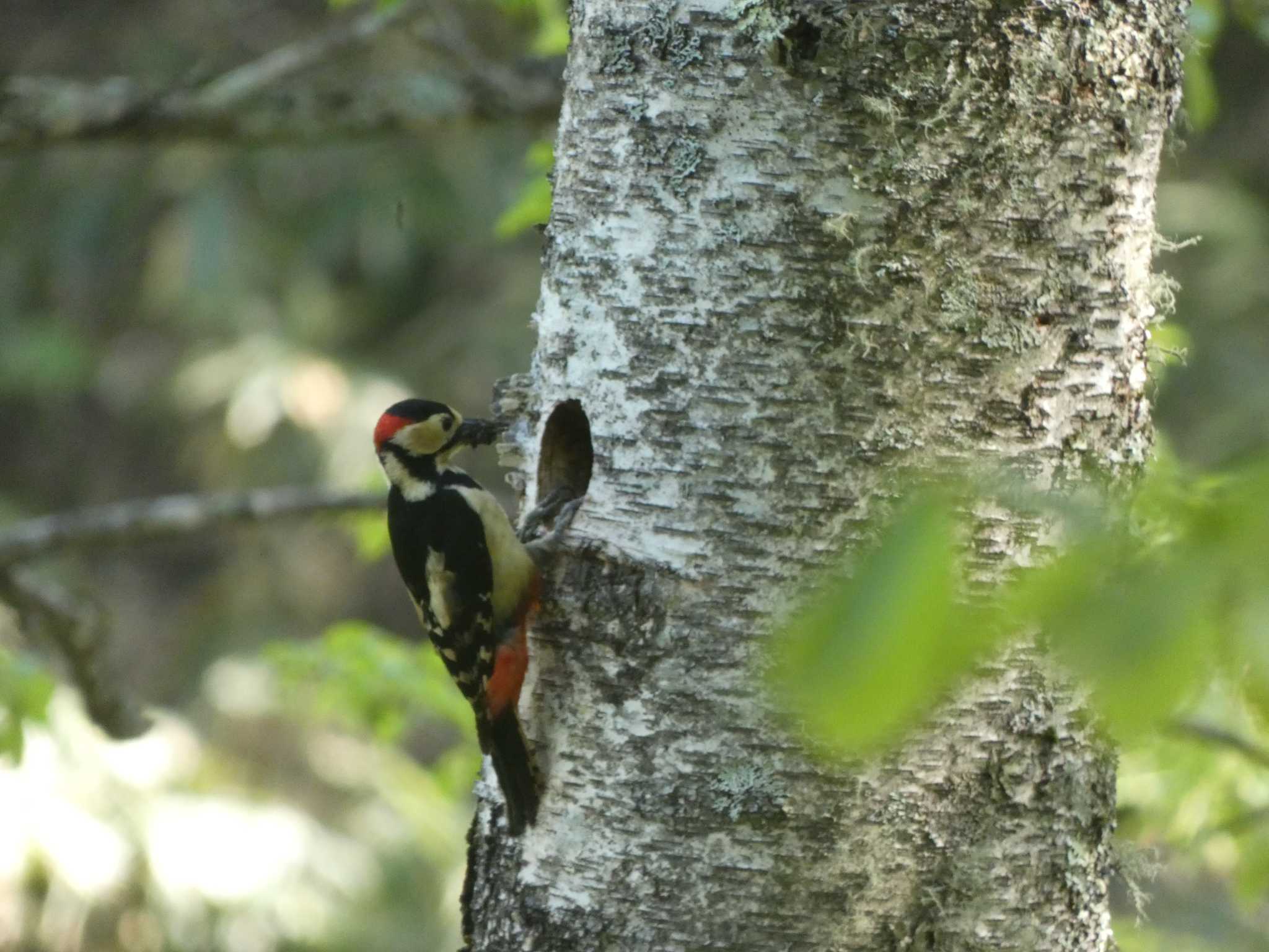 Great Spotted Woodpecker