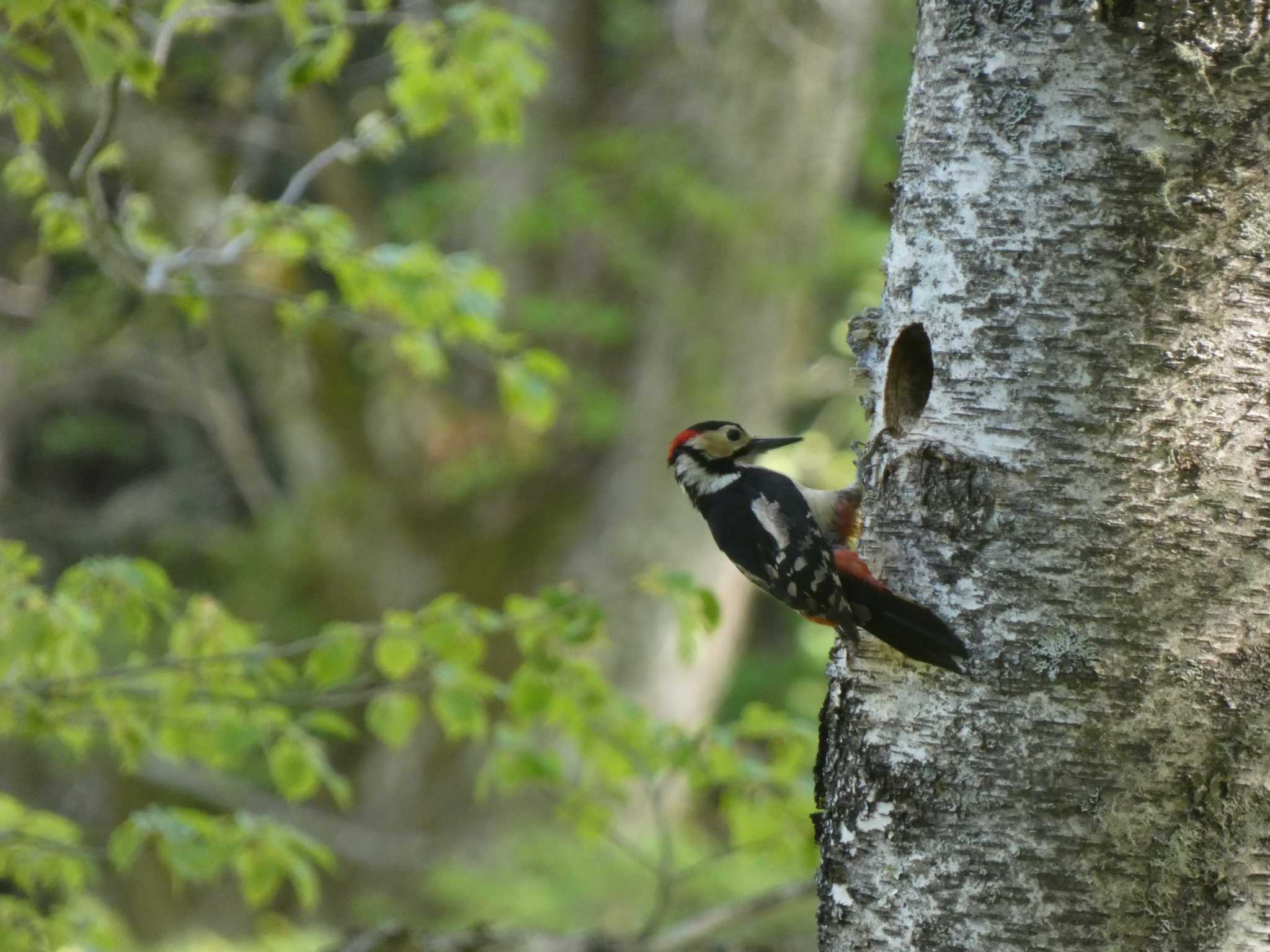 アカゲラ