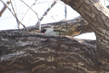 Japanese Green Woodpecker Mitsuike Park Fri, 12/29/2017