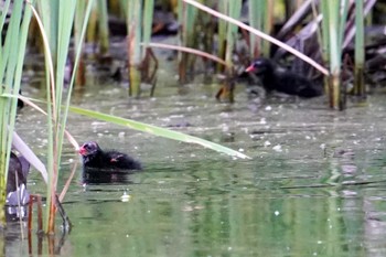 2022年6月4日(土) 五天山公園(札幌市西区)の野鳥観察記録