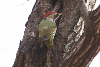 Japanese Green Woodpecker Mitsuike Park Fri, 12/29/2017