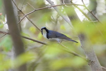 コルリ 旭山記念公園 2022年5月12日(木)