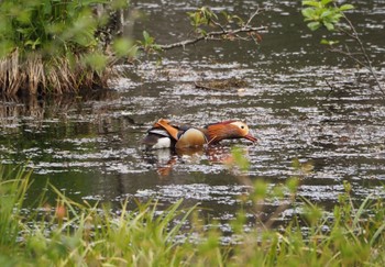 Mandarin Duck 上高地 Sun, 6/5/2022