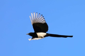 Eurasian Magpie Unknown Spots Fri, 11/10/2017