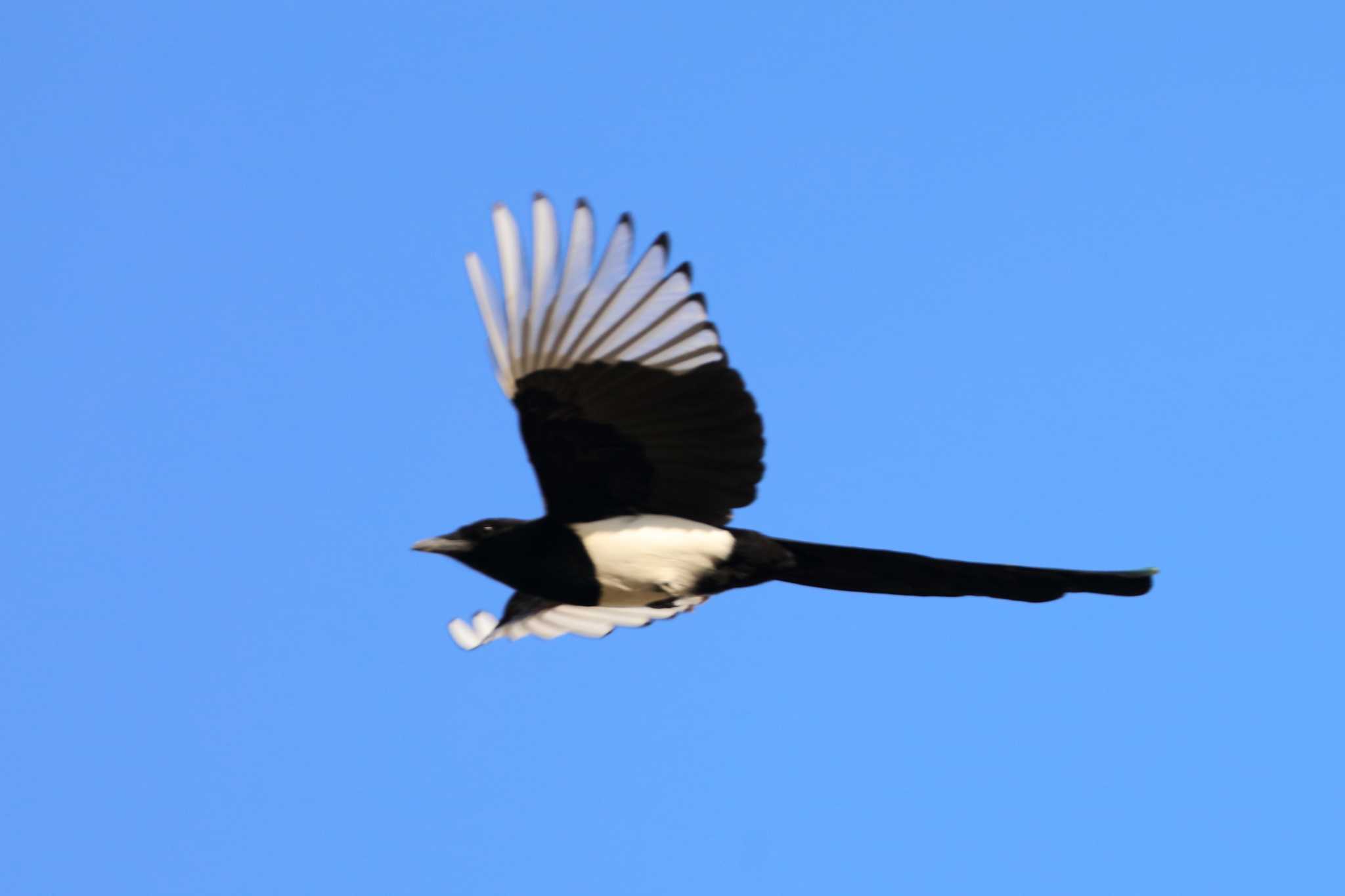 Photo of Eurasian Magpie at  by アカウント695