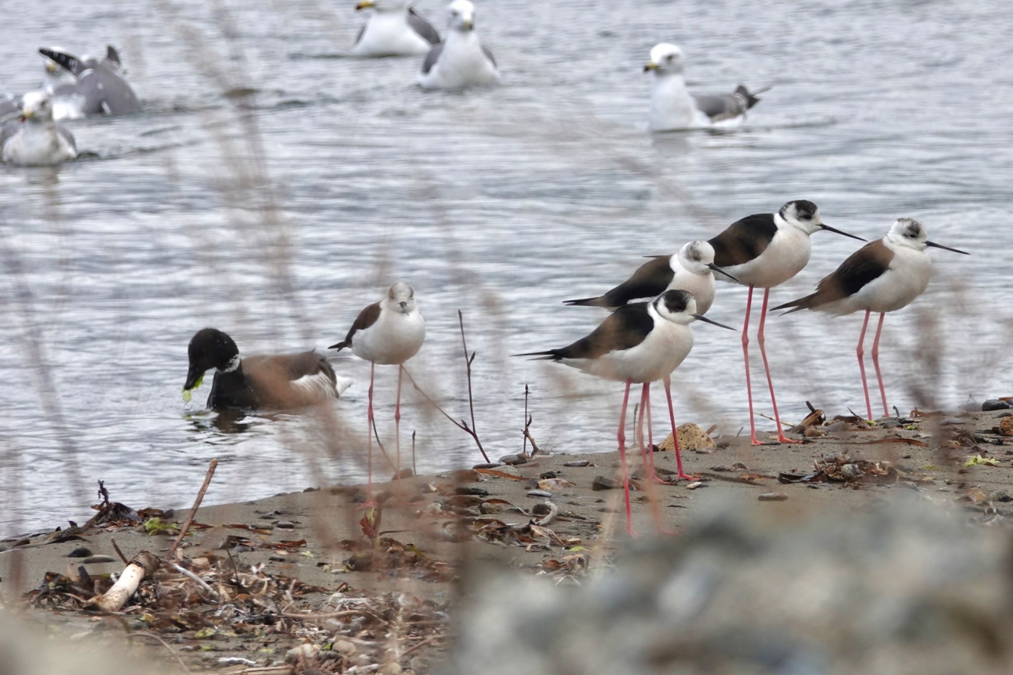 Brant Goose