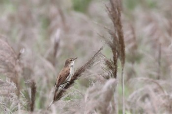 2022年6月5日(日) 多摩川の野鳥観察記録