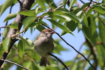 2022年6月4日(土) 柏尾川の野鳥観察記録