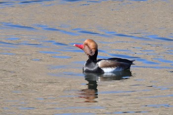 Red-crested Pochard Unknown Spots Fri, 12/29/2017