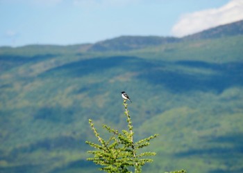 Amur Stonechat Kirigamine Highland Sat, 6/4/2022