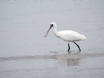 クロツラヘラサギ 葛西臨海公園 2022年6月5日(日)