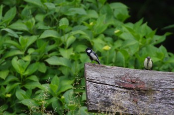 シジュウカラ 瀬上市民の森 2022年6月5日(日)