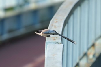 オナガ 平和の森公園 2022年6月4日(土)