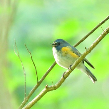 Red-flanked Bluetail 水ヶ塚公園 Sun, 5/29/2022