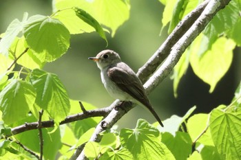 コサメビタキ 戸隠森林植物園(戸隠森林公園) 2022年6月4日(土)