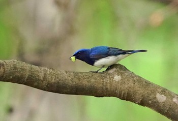 Blue-and-white Flycatcher 伊香保森林公園 Sun, 6/5/2022