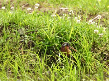 2022年6月5日(日) 富士市の野鳥観察記録