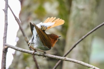 Japanese Robin Unknown Spots Sun, 6/5/2022