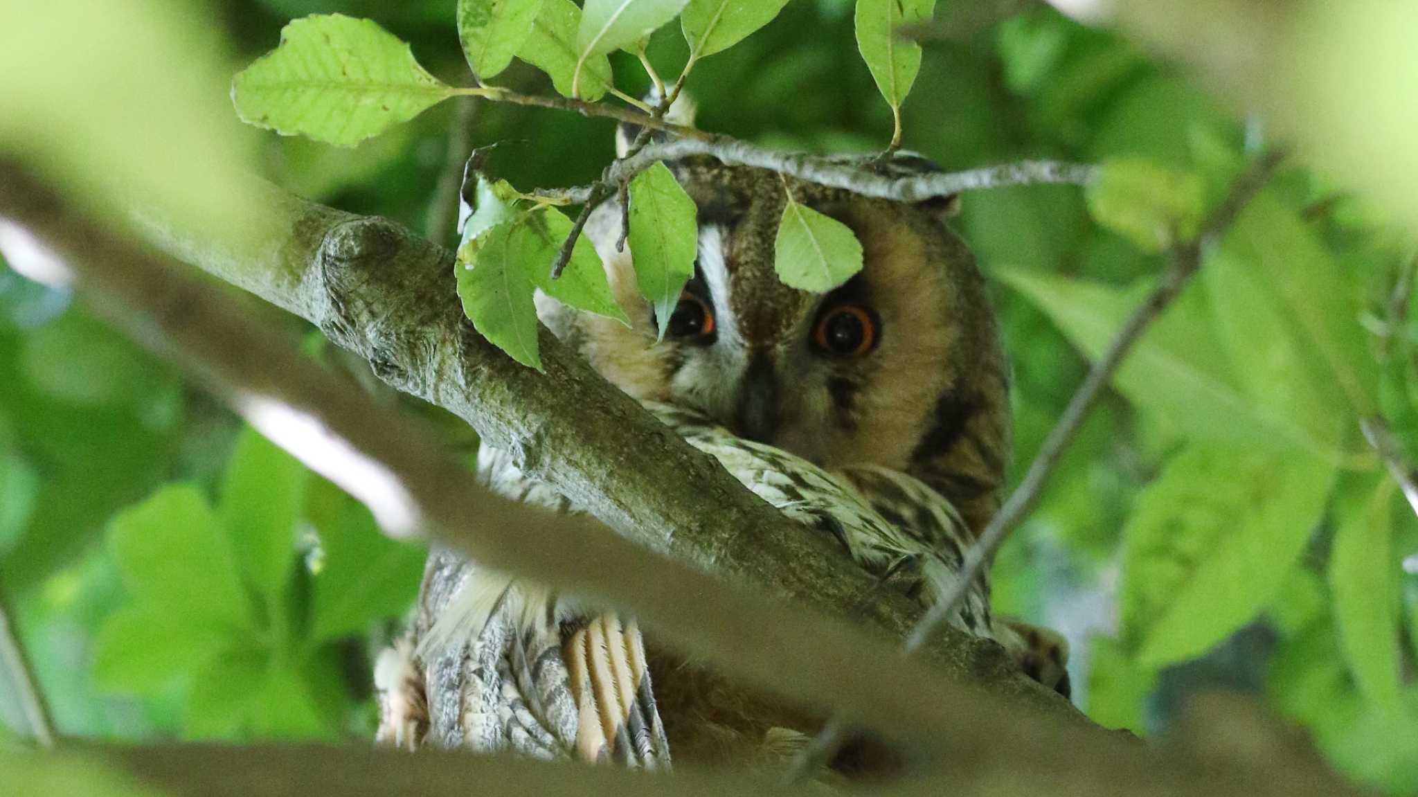 渡良瀬遊水地 トラフズクの写真 by k honma