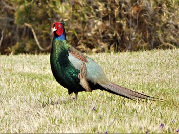 2022年4月13日(水) 裾野の野鳥観察記録