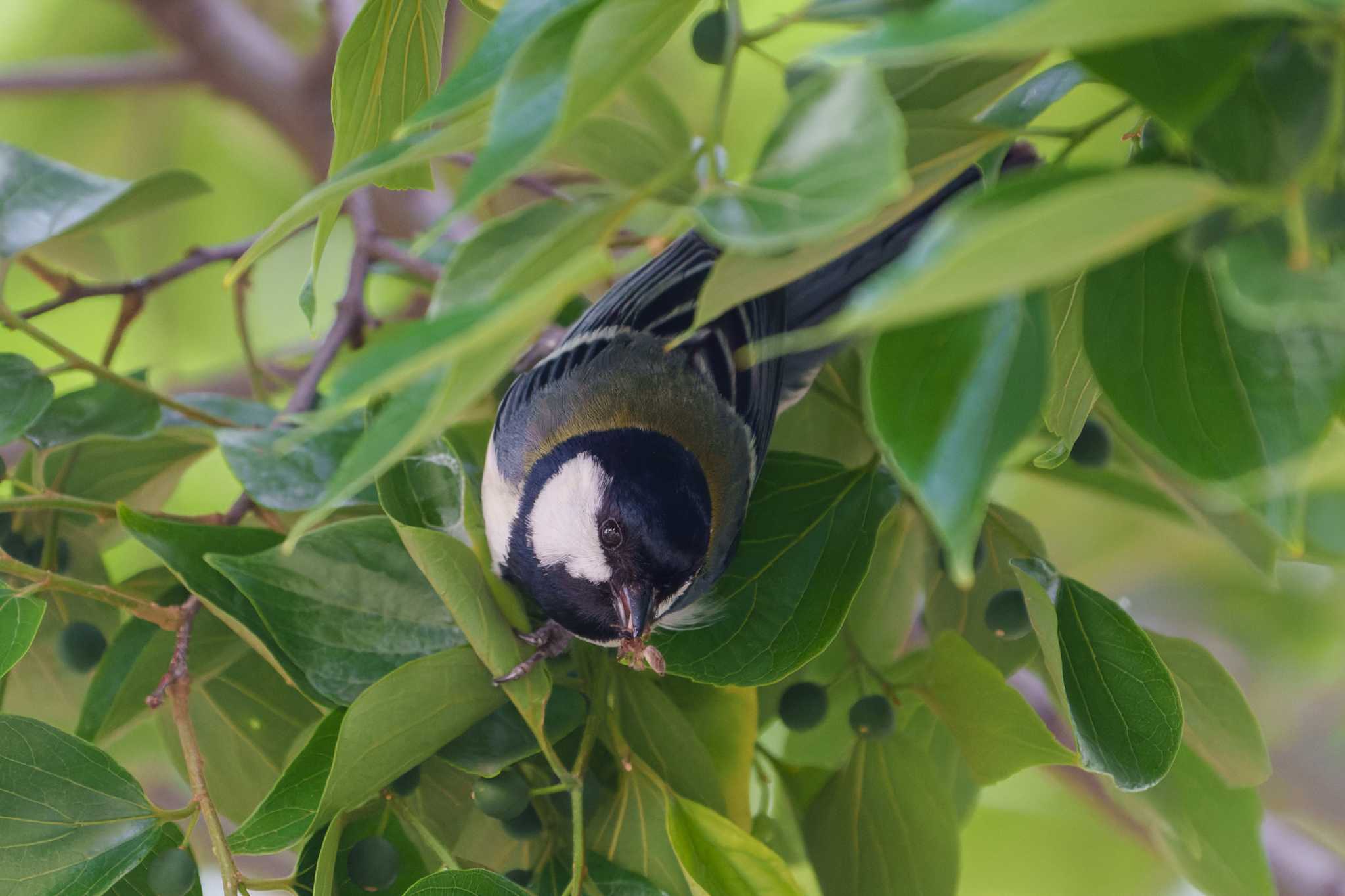 Japanese Tit