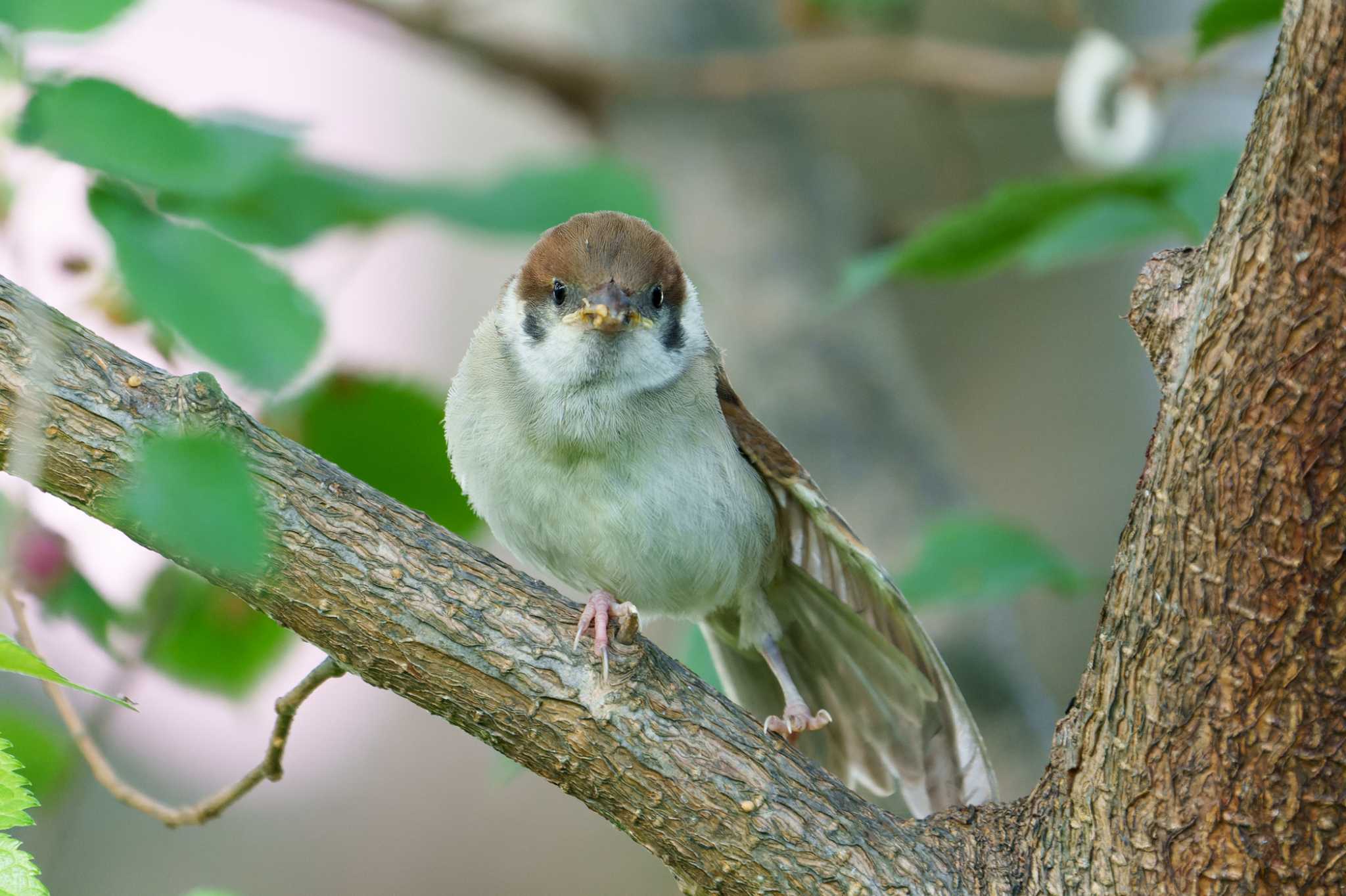 Photo of Eurasian Tree Sparrow at さいわい緑道(川崎市) by nonta