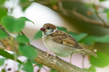 Tue, 5/24/2022 Birding report at さいわい緑道(川崎市)