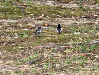 2022年6月5日(日) 落合公園(春日井市)の野鳥観察記録