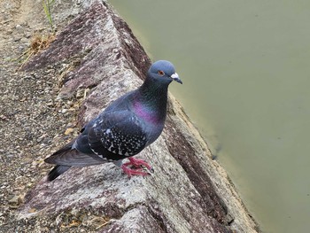 カワラバト 落合公園(春日井市) 2022年6月5日(日)