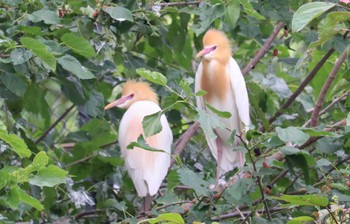 2022年6月5日(日) 蟹江IC(東名阪自動車道) サギコロニーの野鳥観察記録