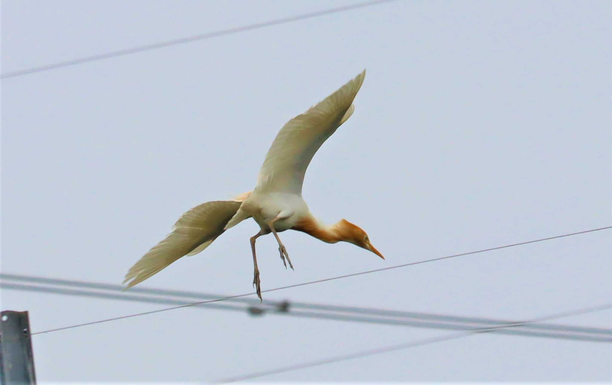 アマサギ