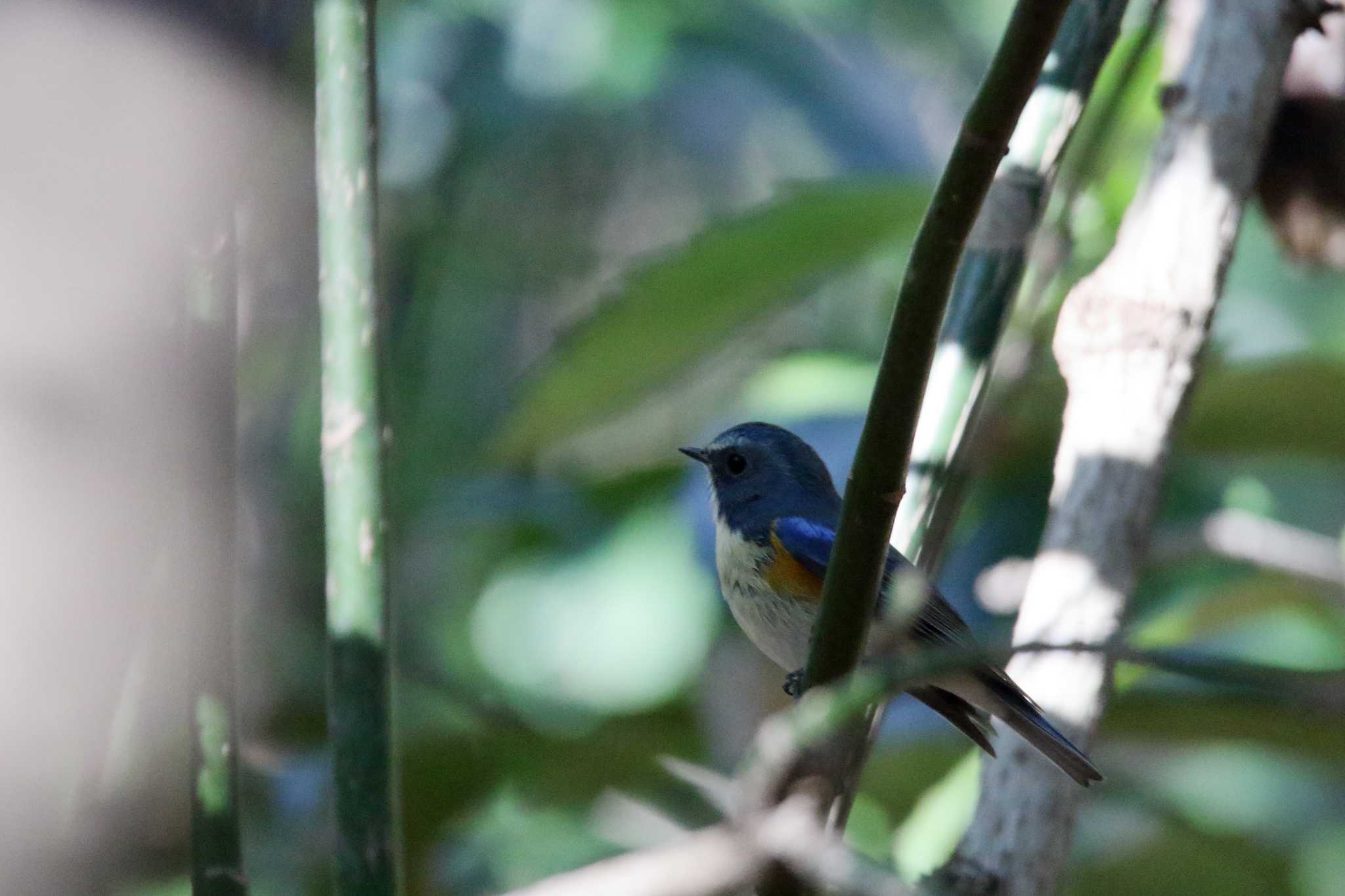 Photo of Red-flanked Bluetail at Meiji Jingu(Meiji Shrine) by shin