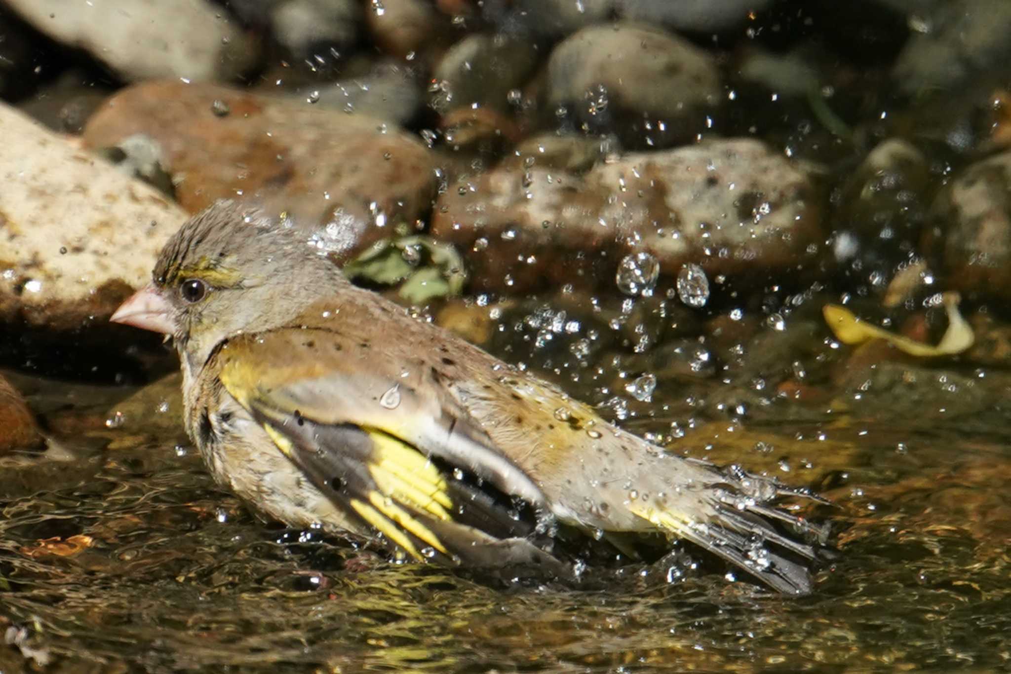 カワラヒワ