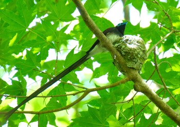 Black Paradise Flycatcher 栃木県 Sat, 6/4/2022