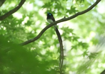 2022年6月4日(土) 栃木県の野鳥観察記録