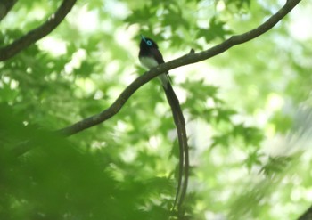 Black Paradise Flycatcher 栃木県 Sat, 6/4/2022