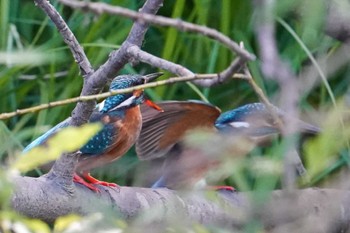 2022年6月5日(日) 福井緑地(札幌市西区)の野鳥観察記録