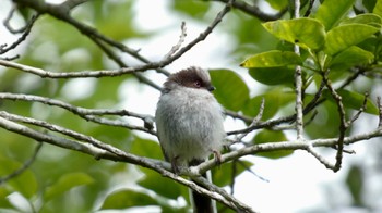 Long-tailed Tit Arima Fuji Park Sat, 6/4/2022