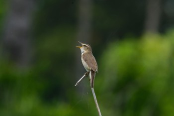 Black-browed Reed Warbler 仏沼湿原 Thu, 6/24/2021