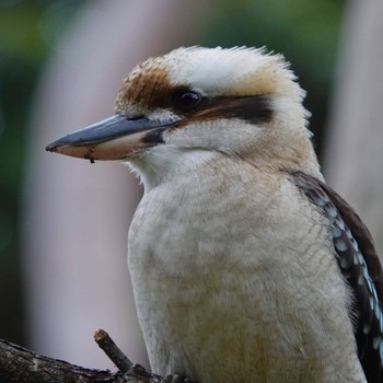 Laughing Kookaburra Roseville Chase, NSW, Australia Sun, 4/26/2020