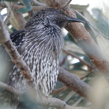 ハイガシラミツスイ South Curl Curl, NSW, Australia 2020年4月25日(土)