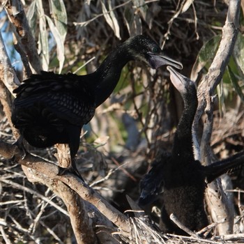 Little Black Cormorant Royal Botanic Gardens Sydney Sat, 4/18/2020