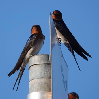 Welcome Swallow Mona Vale Beach, NSW, Australia Sat, 4/25/2020