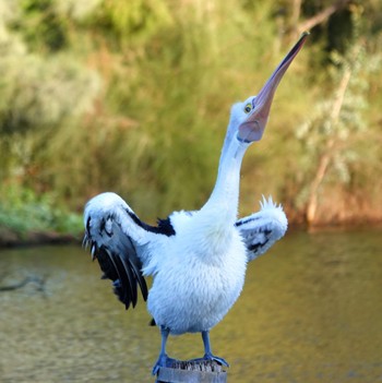 Australian Pelican Lake Belvedere, Bicentennial Park, NSW, Australia Sat, 5/2/2020