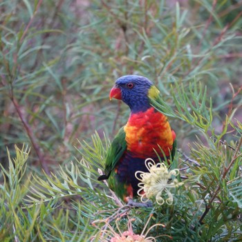 ゴシキセイガイインコ Lane Cove National Park, NSW, Australia 2020年4月8日(水)