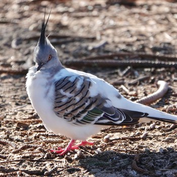 Crested Pigeon Mona Vale Beach, NSW, Australia Sat, 4/25/2020