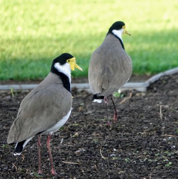 Masked Lapwing Royal Botanic Gardens Sydney Sat, 4/18/2020