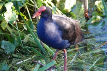 Australasian Swamphen Bicentennial Park, Sydney Olympic Park, NSW, Australia Sat, 5/2/2020